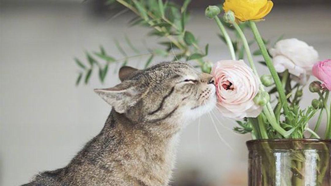 一只猫闻着花香