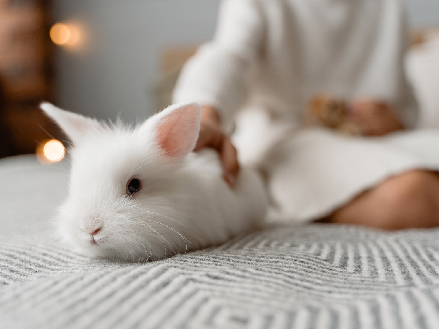 生肖兔：生活和工作上都值得依赖的小兔子
