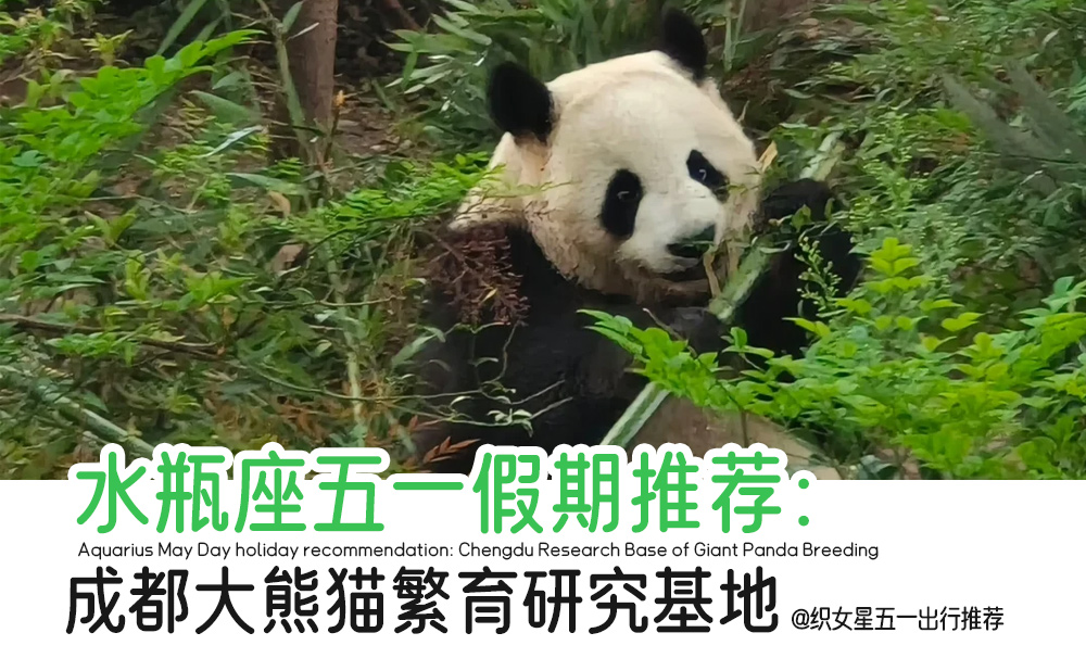 水瓶座五一假期推荐：成都大熊猫繁育研究基地