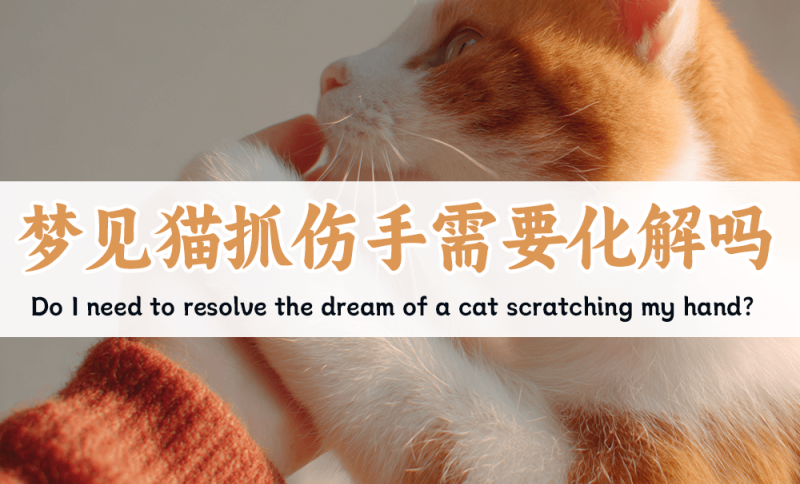 梦见猫抓伤手需要化解吗