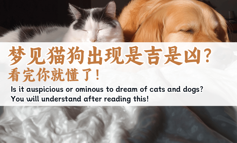 梦见猫狗