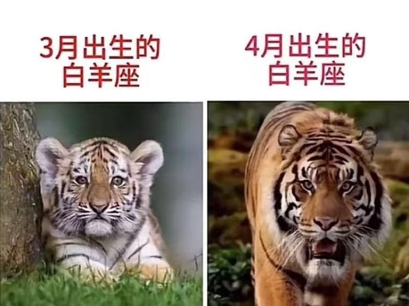 白羊座性格差异