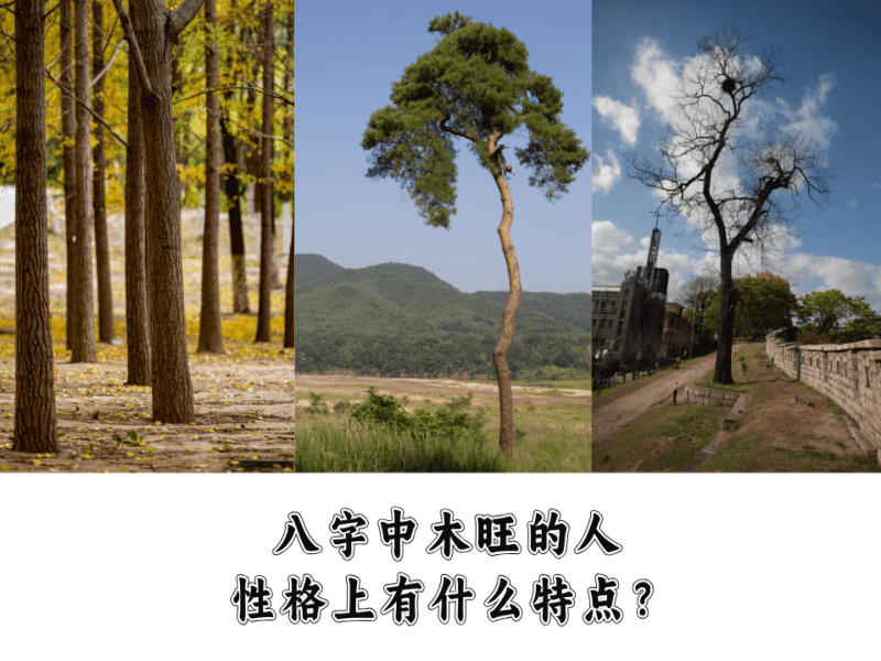 八字中五行木旺的人，性格上有什么特点？