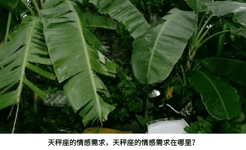天秤座的情感需求，天秤座的情感需求在哪里？