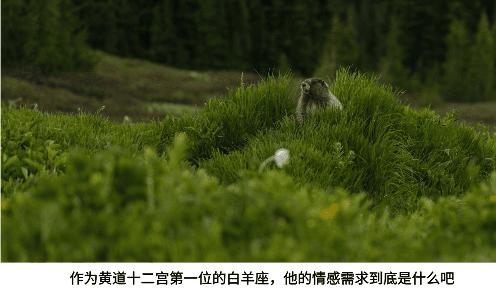 作为黄道十二宫第一位的白羊座，他的情感需求到底是什么吧