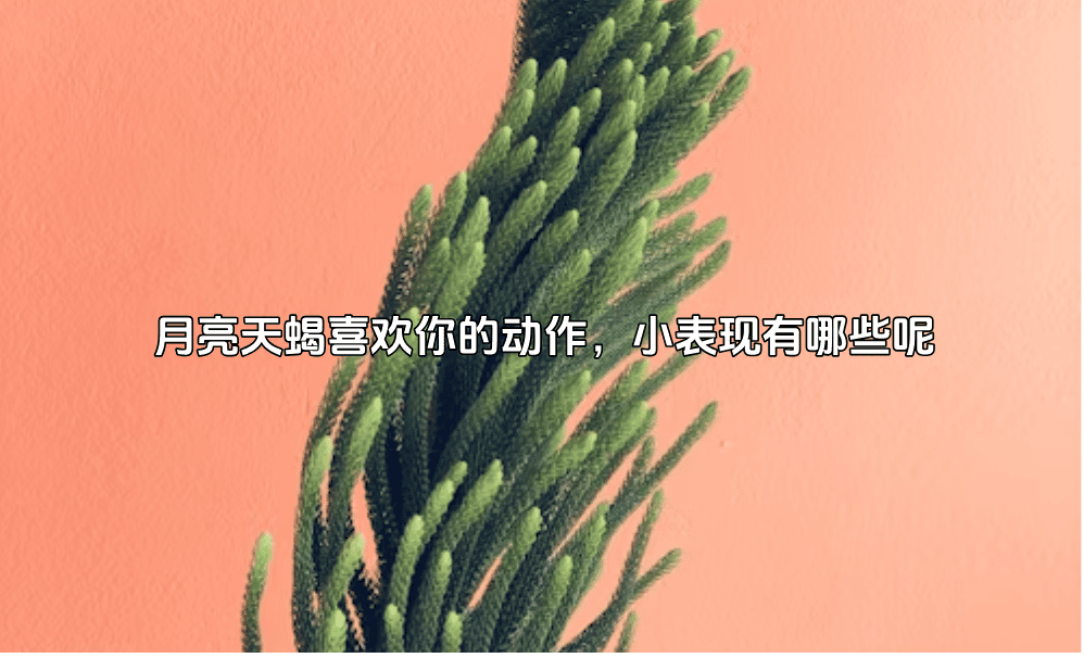 月亮天蝎喜欢你的动作，小表现有哪些呢
