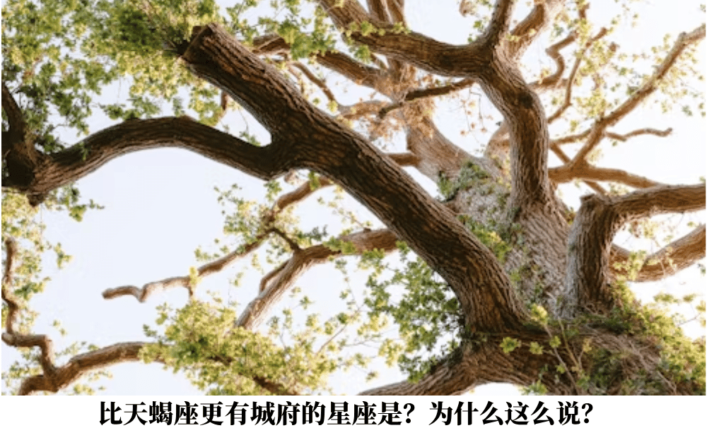 比天蝎座更有城府的星座是?为什么这么说?