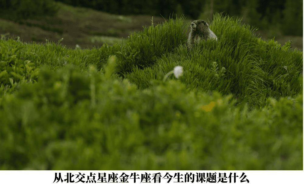 从北交点星座金牛座看今生的课题是什么