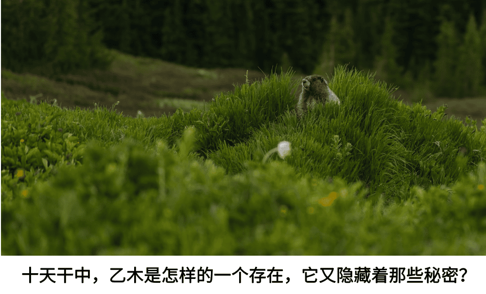 十天干中，乙木是怎样的一个存在，他又隐藏着那些秘密？