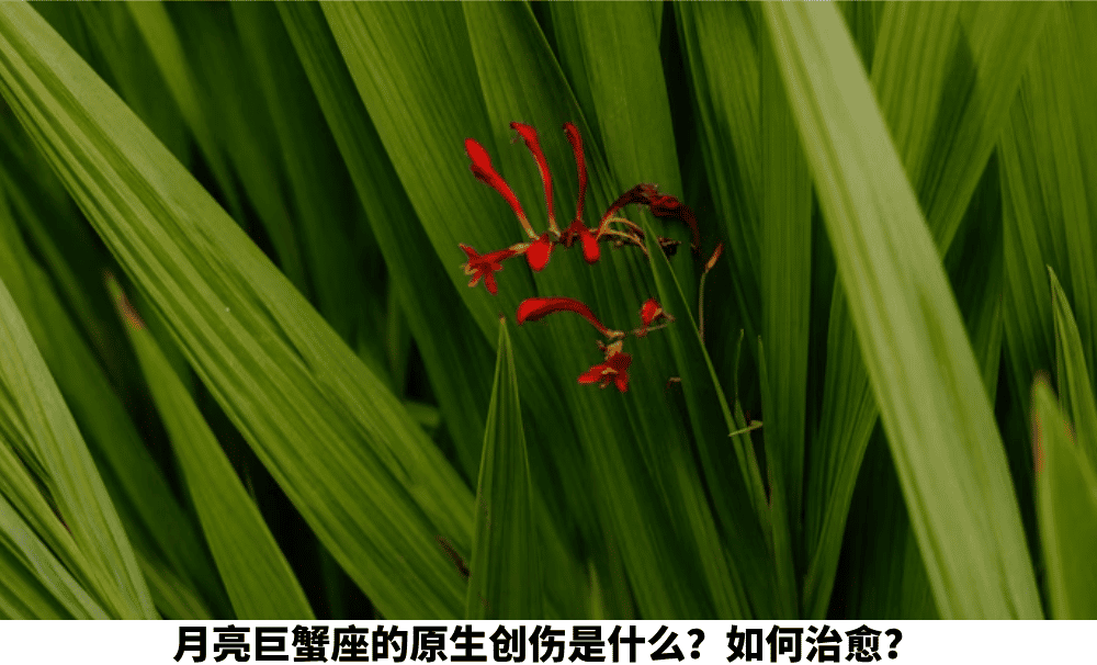 月亮巨蟹座的原生创伤是什么？如何治愈？