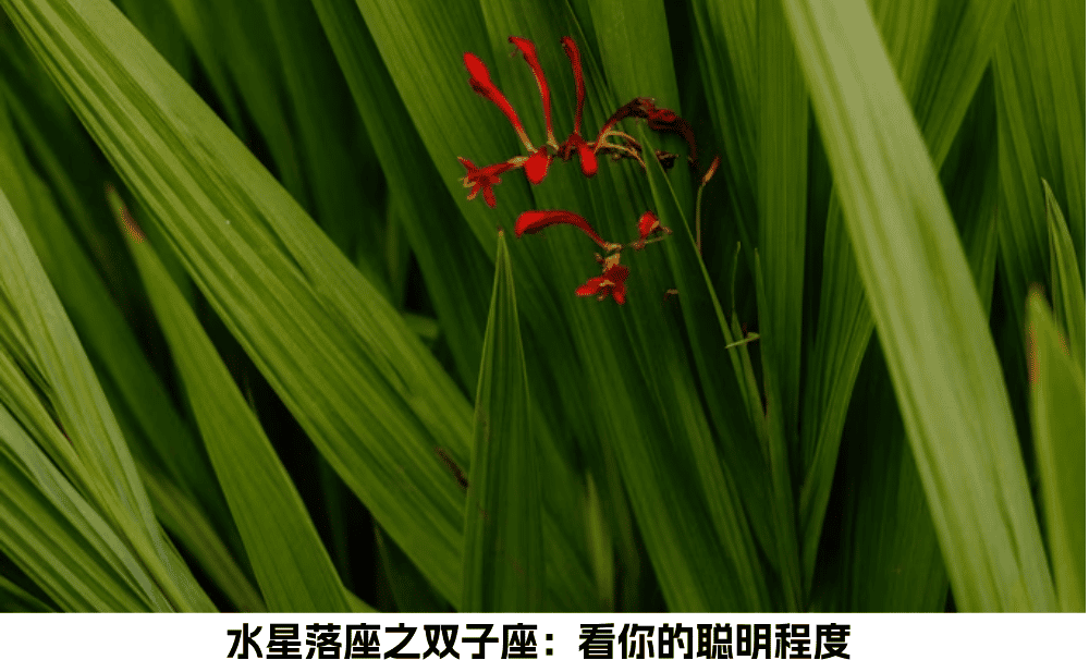 水星落座之双子座:看你的聪明程度