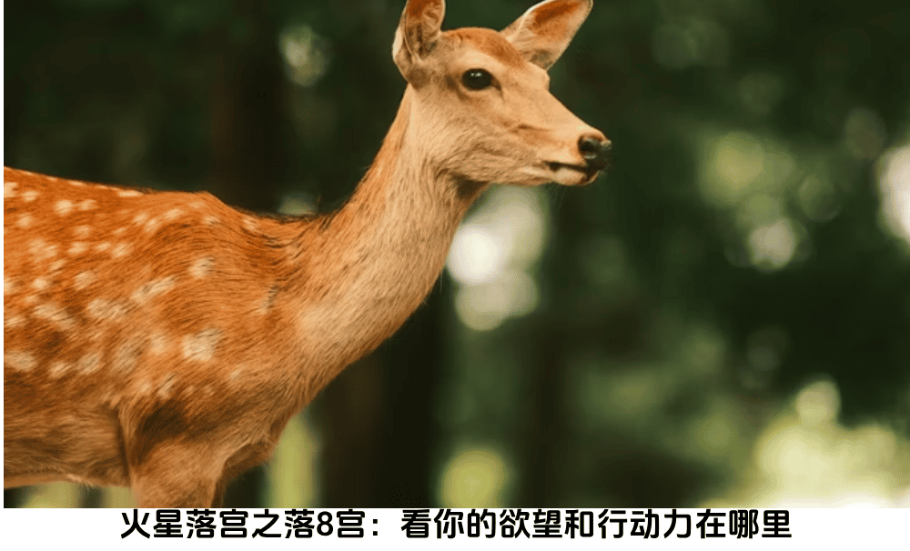火星落宫之落8宫：看你的欲望和行动力在哪里