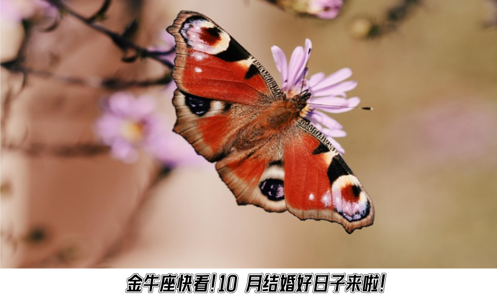 金牛座快看！10月结婚好日子来啦！