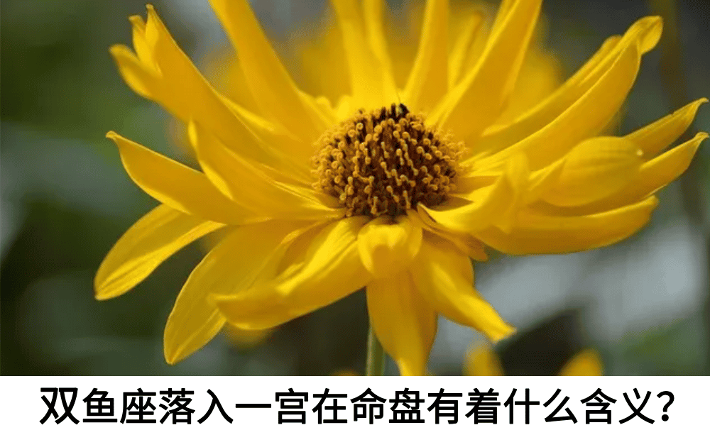 双鱼座落入一宫在命盘有着什么含义？