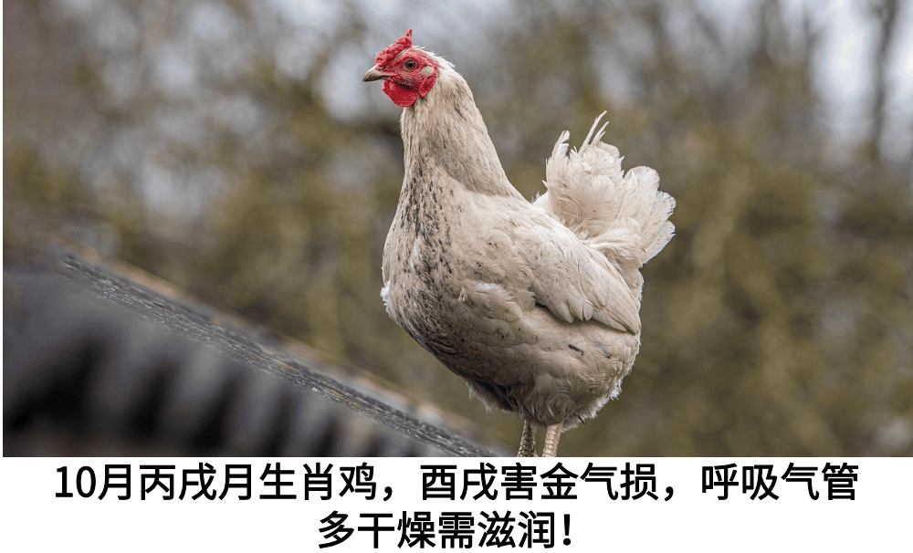 10月丙戌月生肖鸡