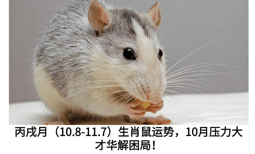 生肖鼠