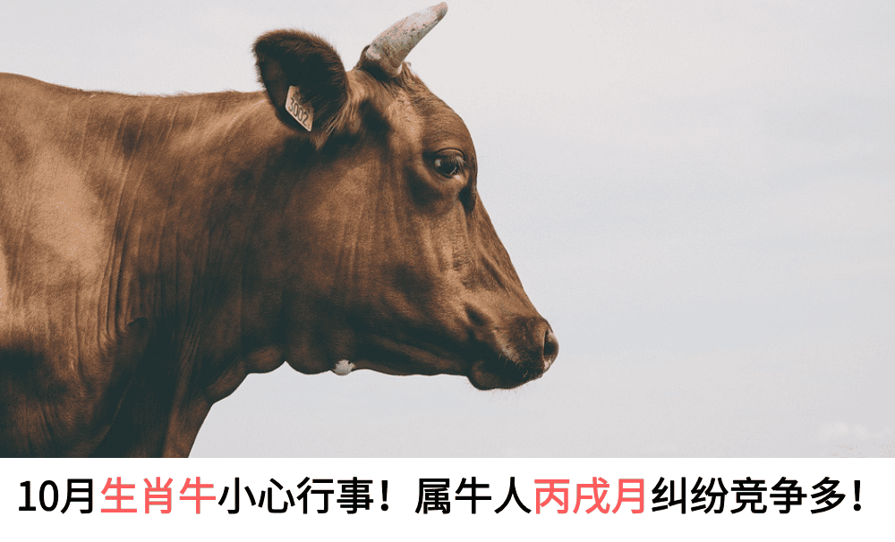 10月生肖牛