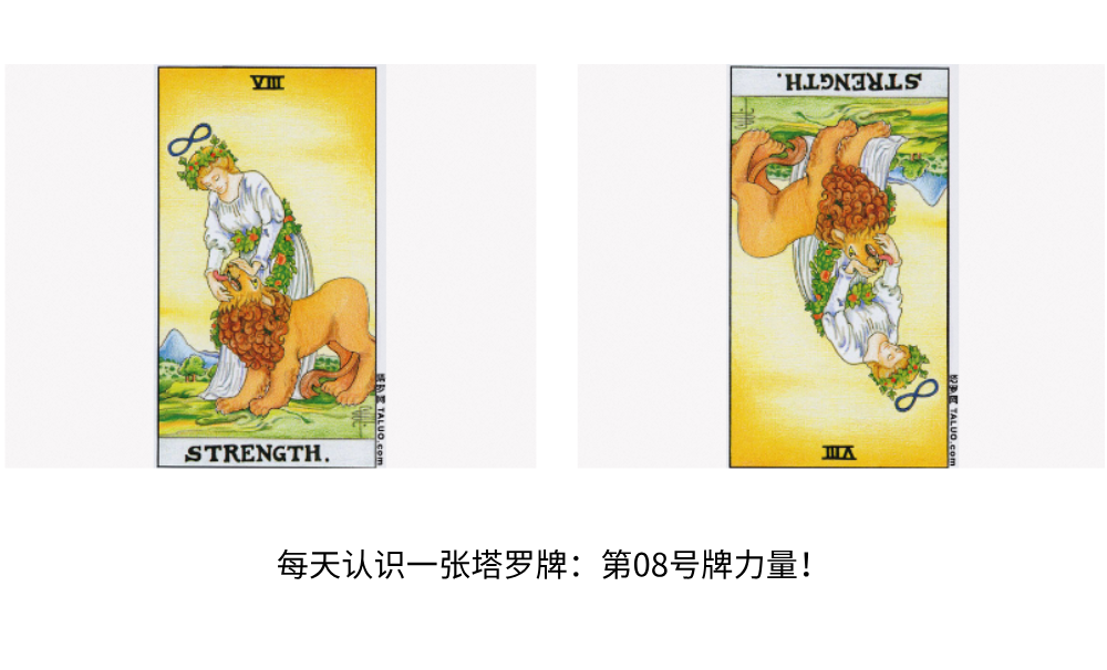 每天认识一张塔罗牌：第08号牌力量！温柔与力量的代表！