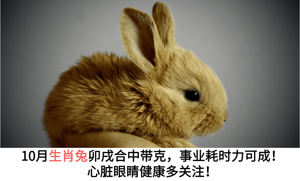 卯兔