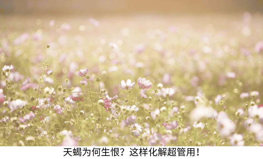 天蝎座