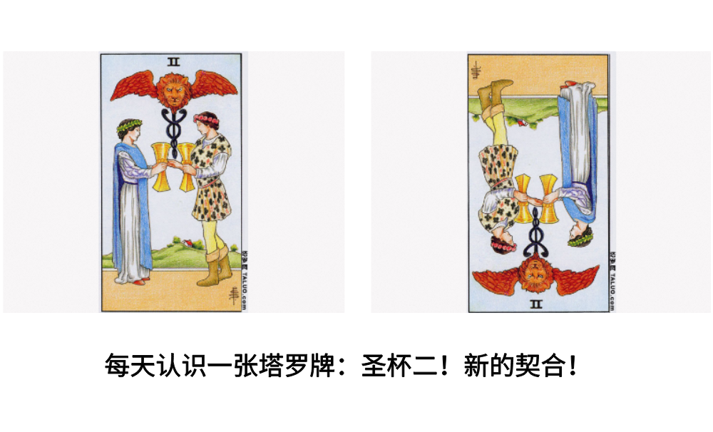 每天认识一张塔罗牌：圣杯二！新的契合！