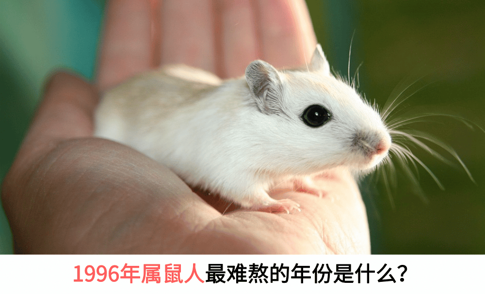 1996年属鼠人