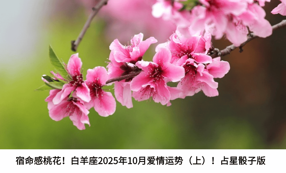 宿命感桃花!白羊座2025年10月爱情运势(上)!占星骰子版
