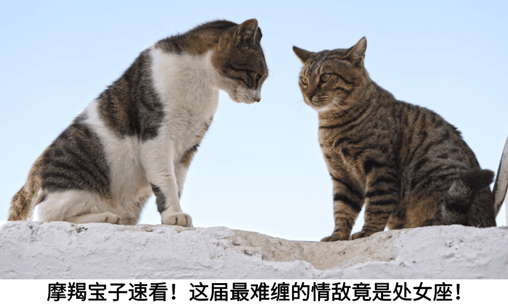 摩羯宝子速看！这届最难缠的情敌竟是处女座！