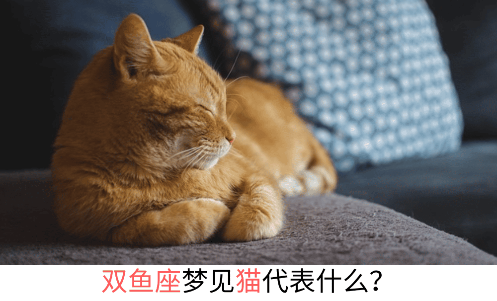 双鱼座梦见小猫代表了什么？