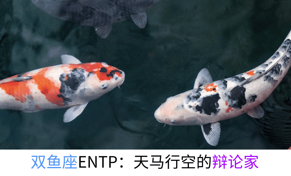双鱼座ENTP：天马行空的辩论家