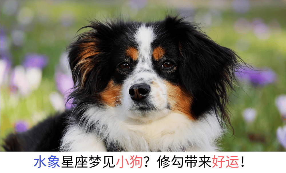 水象星座梦见小狗？修勾带来好运！