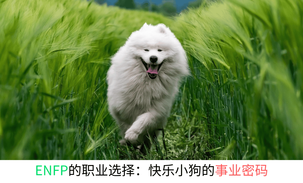 ENFP的职业选择：快乐小狗的事业密码