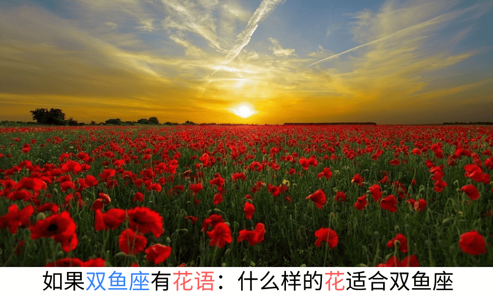 如果双鱼座有花语：什么样的花适合双鱼座？