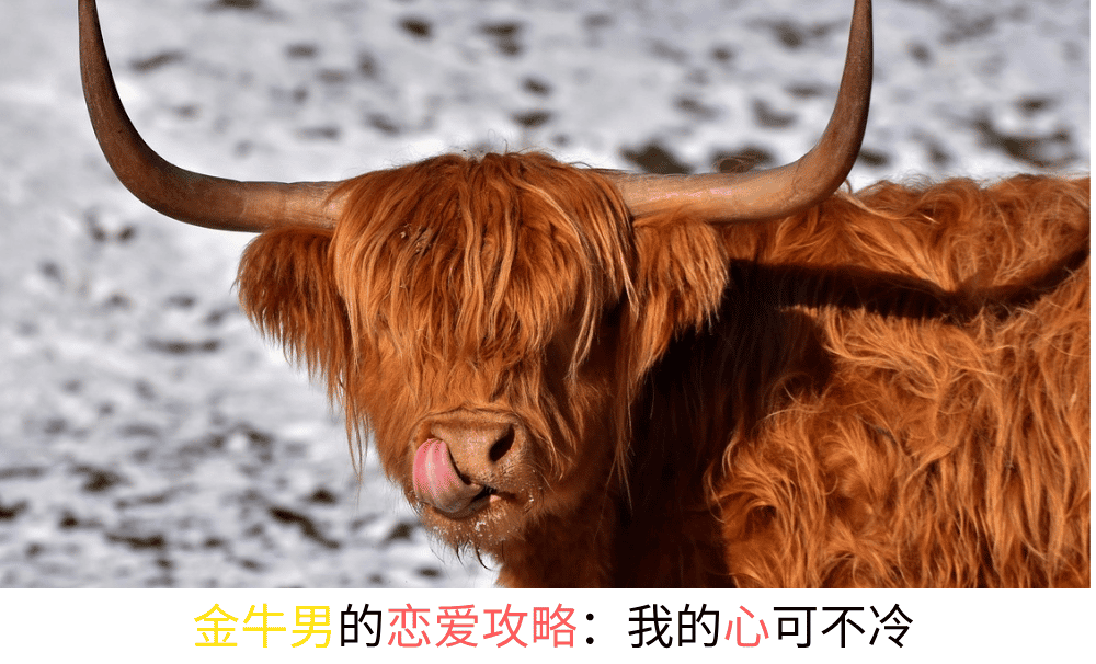金牛男的恋爱攻略：我的心可不冷