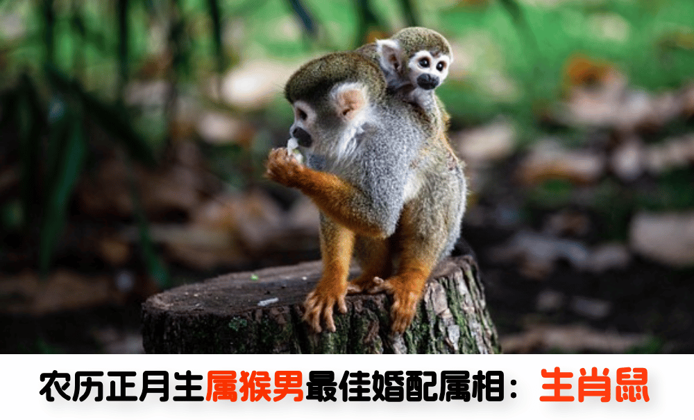 农历正月生属猴男最佳婚配属相：生肖鼠