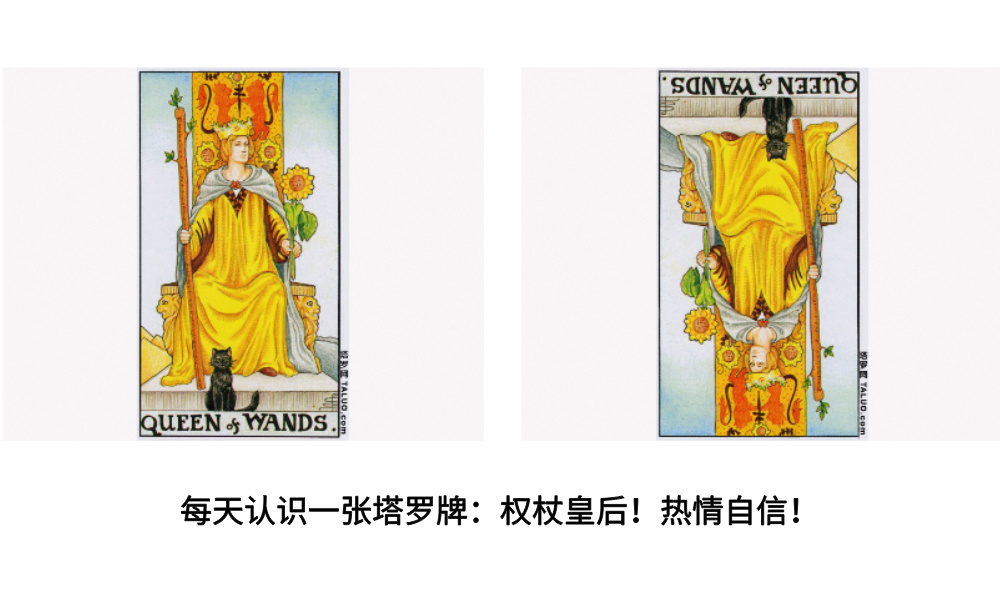 每天认识一张塔罗牌：权杖皇后！热情自信！