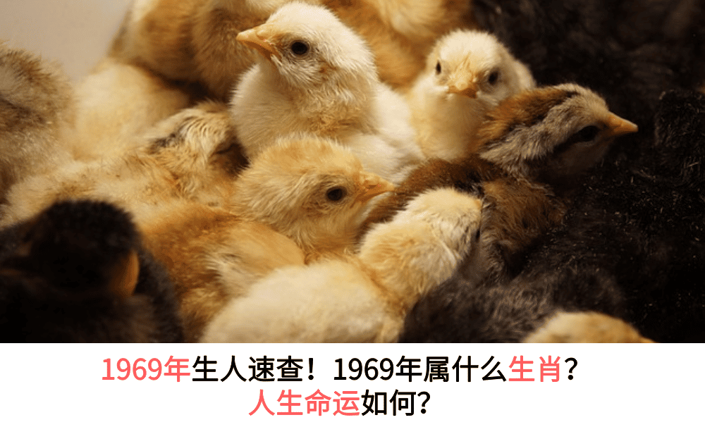 1969年生肖鸡
