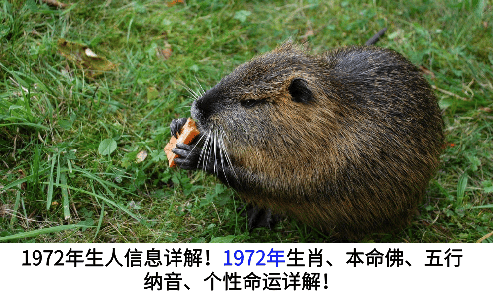 1972年生人信息详解！1972年生肖、本命佛、五行纳音、个性命运详解！