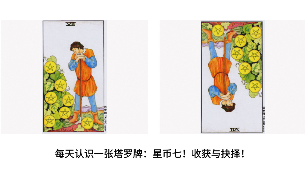 每天认识一张塔罗牌：星币七！收获与抉择！