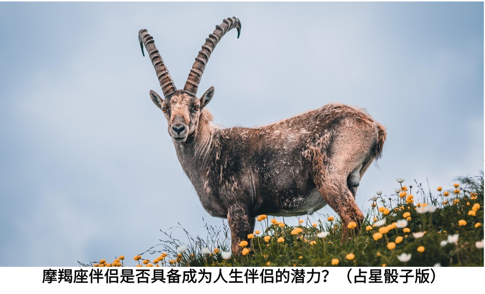 摩羯座伴侣是否具备成为人生伴侣的潜力？（占星骰子版）