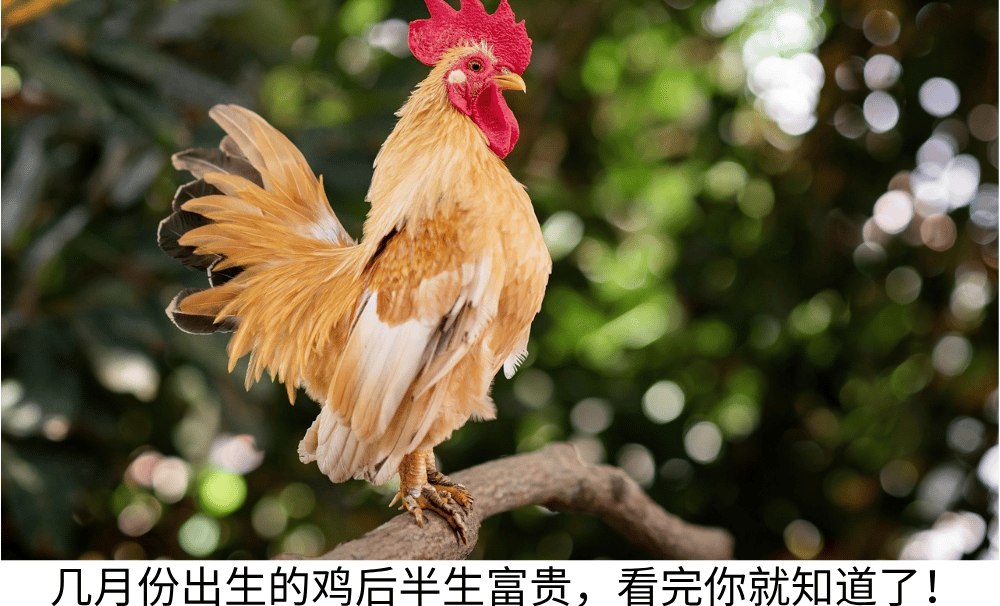 几月份出生的鸡后半生富贵，看完你就知道了！