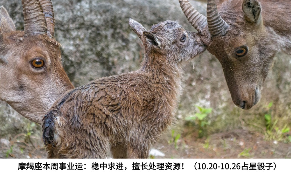 摩羯座本周事业运：稳中求进，擅长处理资源！（10.20-10.26占星骰子）