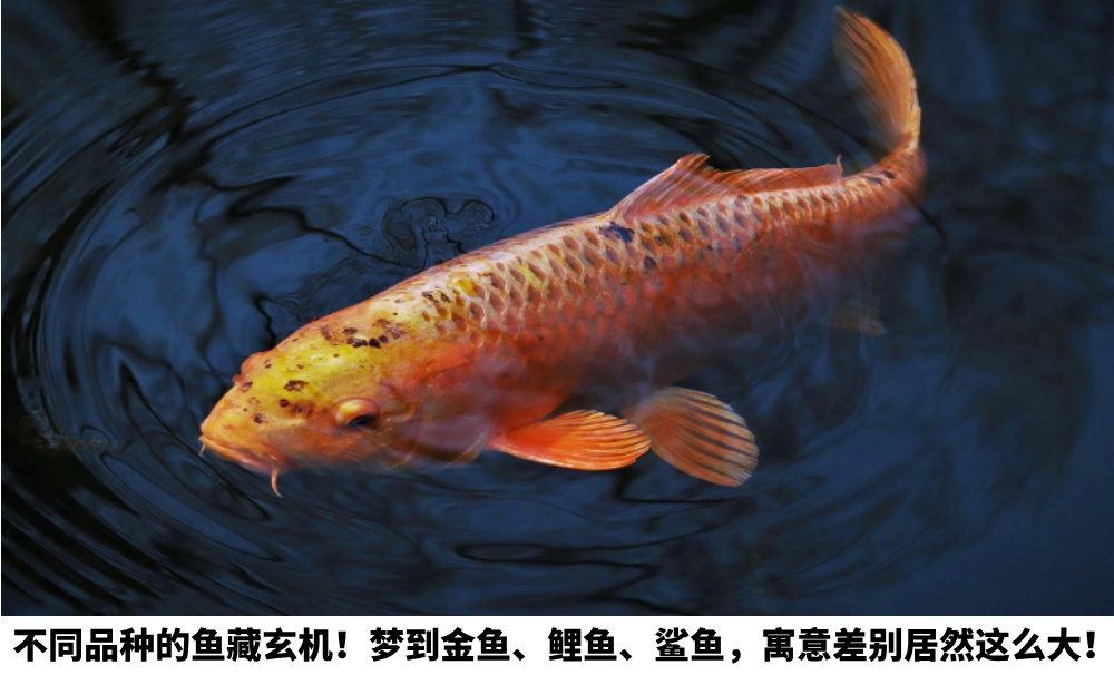 不同品种的鱼藏玄机!梦到金鱼、鲤鱼、鲨鱼,寓意差别居然这么大!
