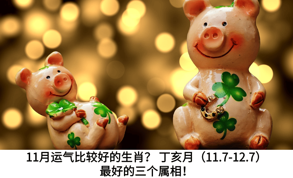 11月运气比较好的生肖