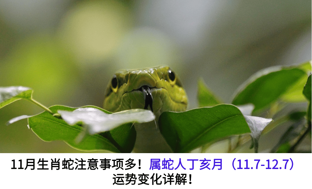 11月生肖蛇