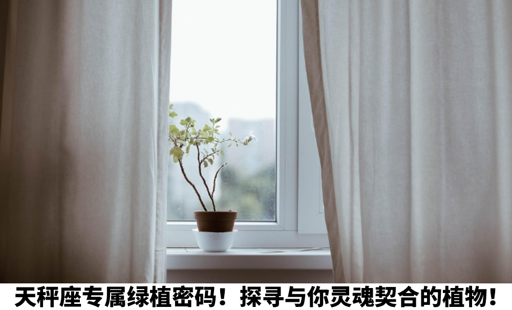 天秤座专属绿植密码！探寻与你灵魂契合的植物！