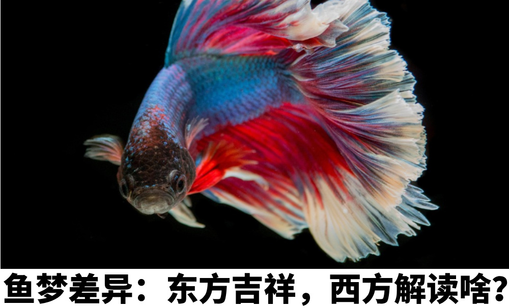 鱼梦差异:东方吉祥,西方解读啥?