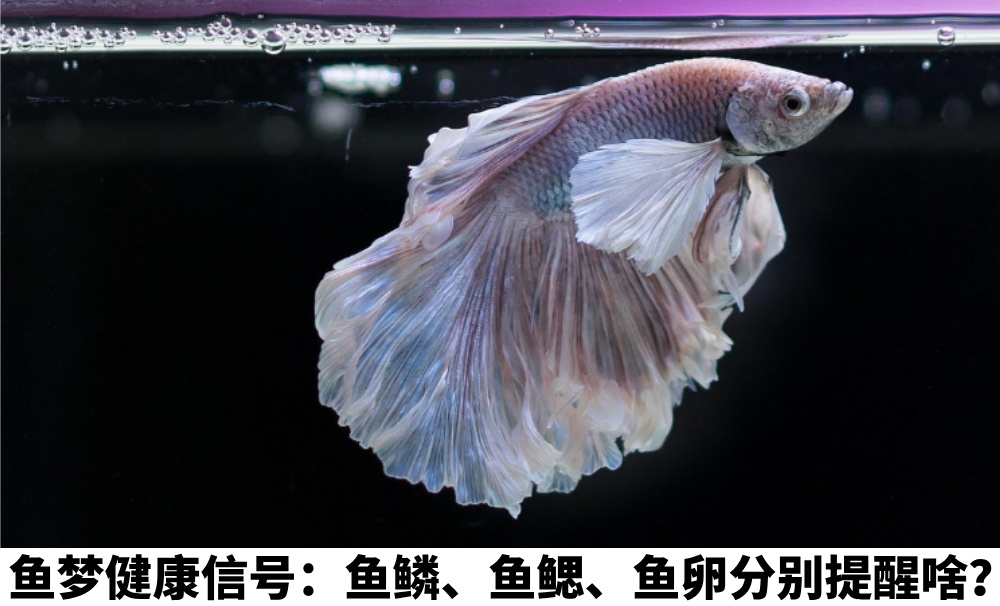 鱼梦健康信号:鱼鳞、鱼鳃、鱼卵分别提醒啥?