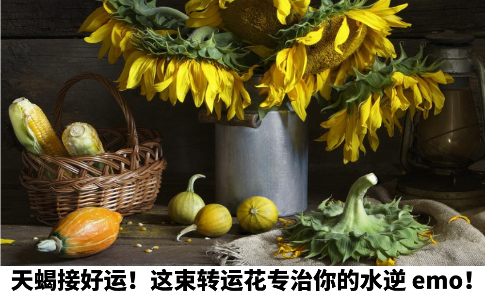 天蝎接好运！这束转运花专治你的水逆emo！