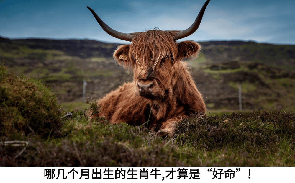 哪几个月出生的生肖牛，才算是“好命”